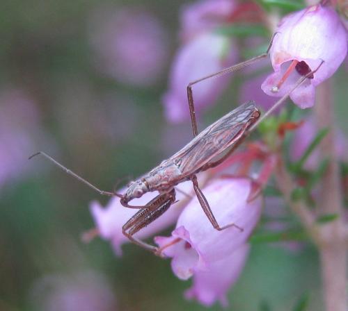 Nabis ericetorum